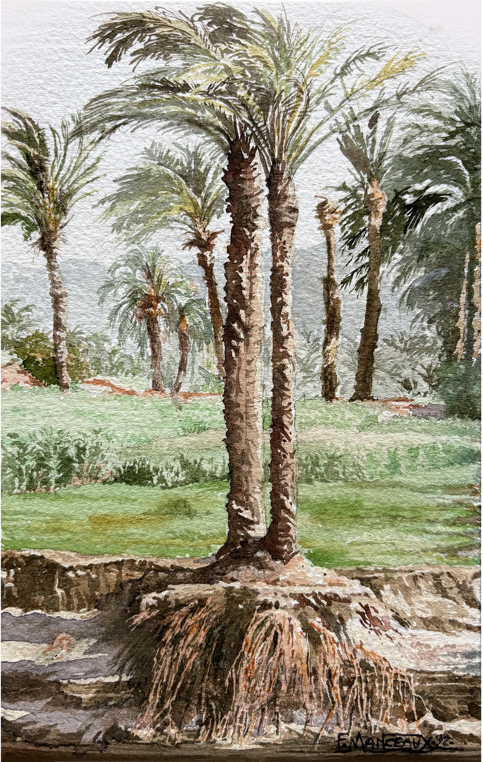 Palmeraie en Egypte