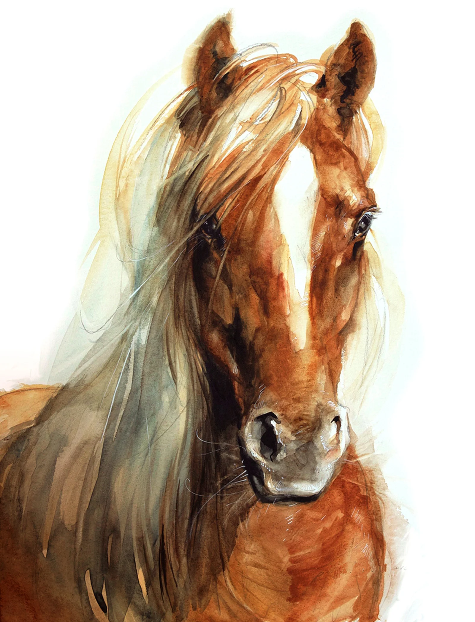 Série des portraits de chevaux à l'aquarelle