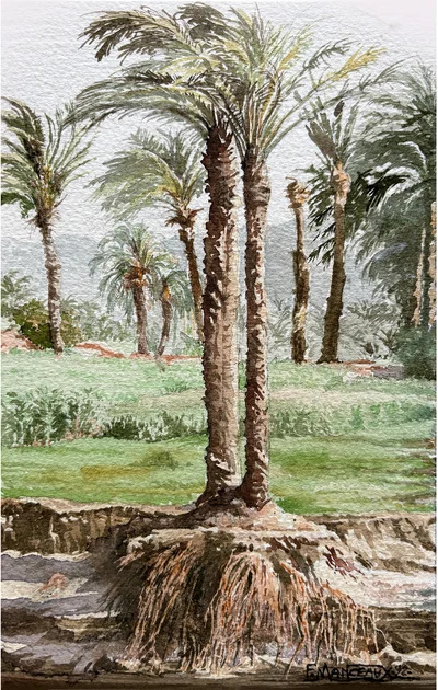 Palmeraie en Egypte