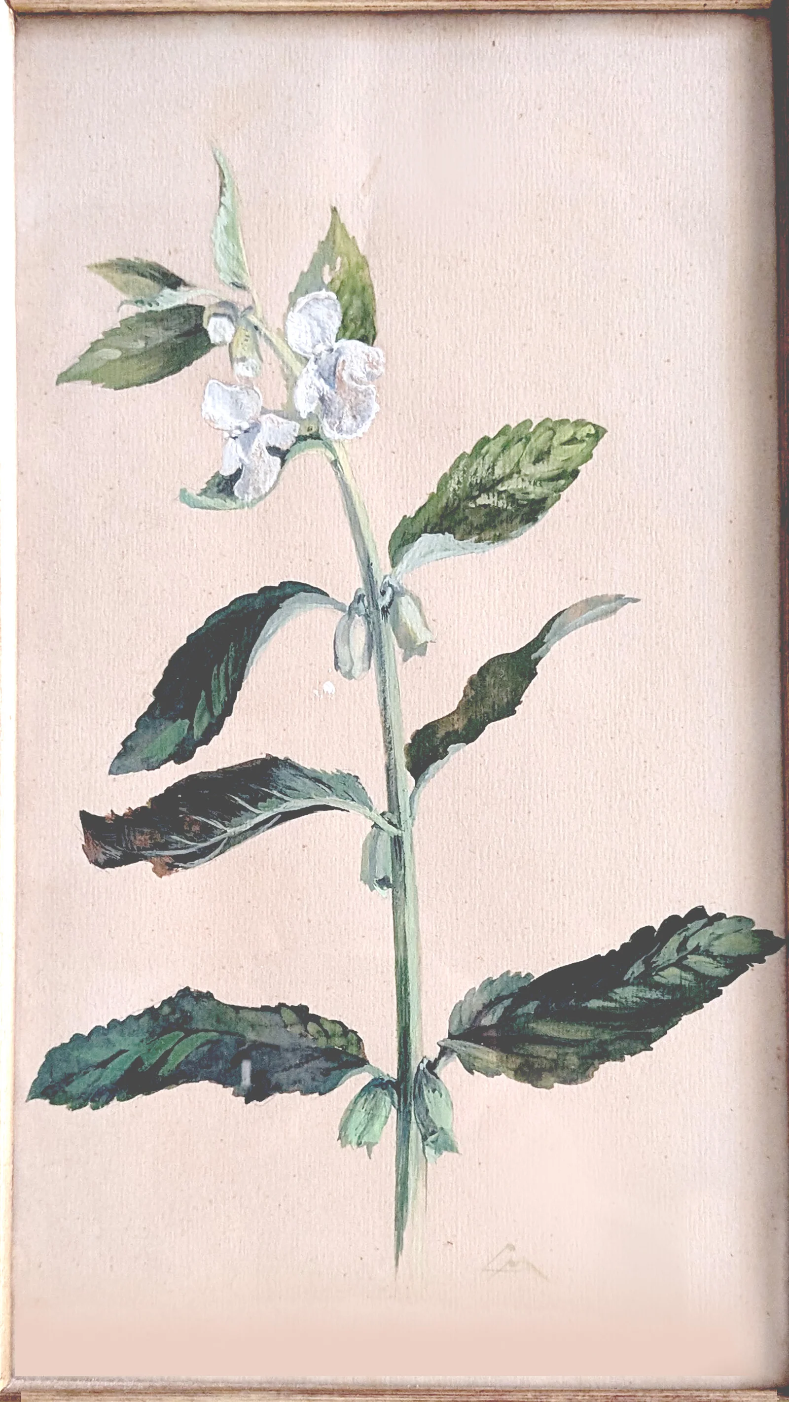 Fleur de mélisse