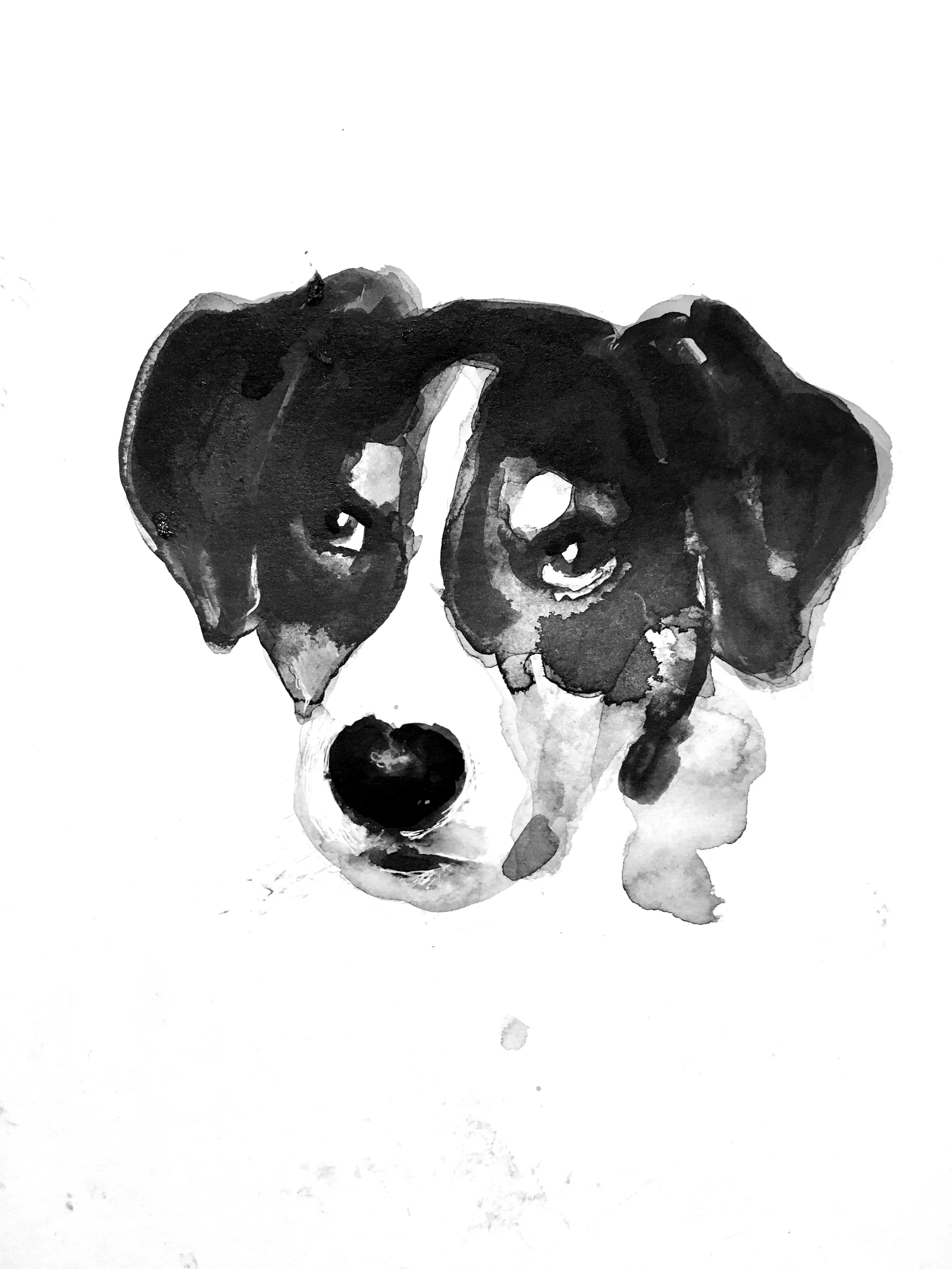 31-portrait de chien